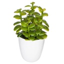 Plante cactus nori H20 assiette box, 6-fois assort