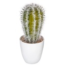 Plante cactus nori H20 assiette box, 6-fois assort