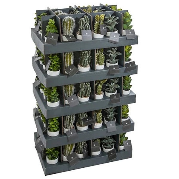 Plante cactus nori H20 assiette box, 6-fois assort