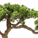 bonsai pot cramique 