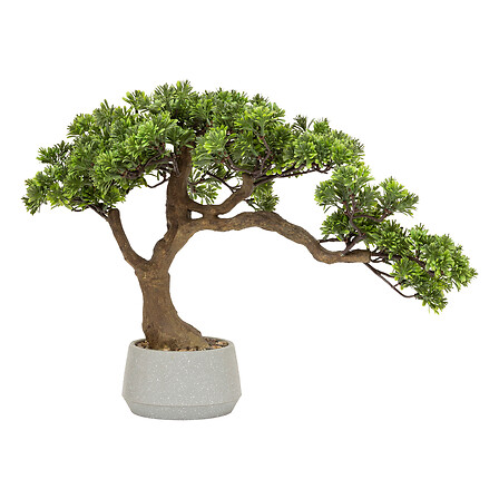 Bonsai pot cramique 