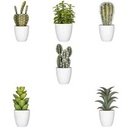 [155600] Plante cactus Nori