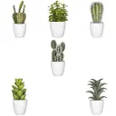 Plante cactus Nori